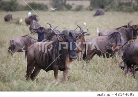 アフリカサバンナのダチョウ アフリカサバンナのダチョウ 48144695