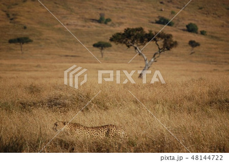 アフリカサバンナのダチョウ アフリカサバンナのダチョウ 48144722