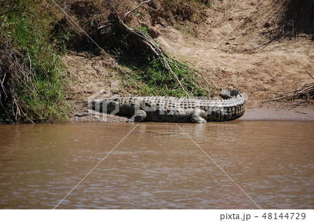 アフリカサバンナのダチョウ アフリカサバンナのダチョウ 48144729