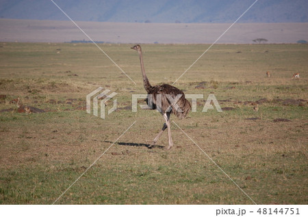 アフリカサバンナのダチョウ アフリカサバンナのダチョウ 48144751