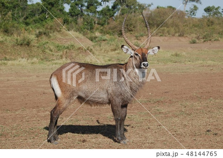アフリカサバンナのダチョウ 48144765