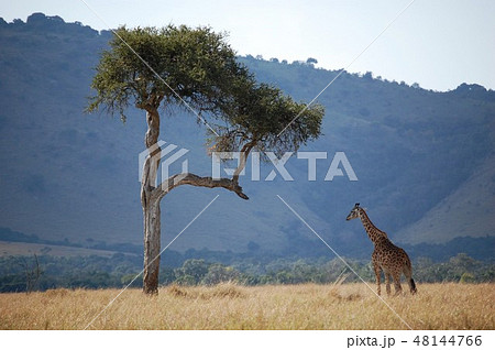 アフリカサバンナのダチョウの写真素材