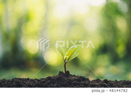 Growth Trees concept in the nature morning light a Growth Trees concept in the nature morning light a 48144782