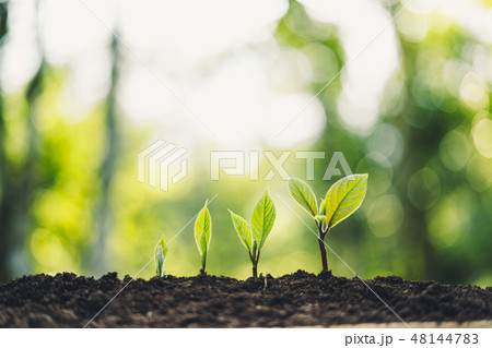 Growth Trees concept in the nature morning light a Growth Trees concept in the nature morning light a 48144783