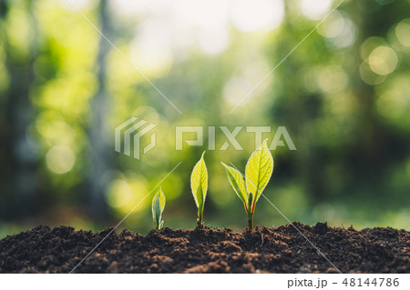 Growth Trees concept in the nature morning light a 48144786