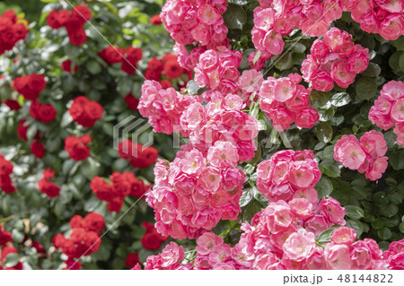 薔薇の花 薔薇の花 48144822