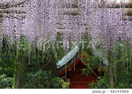 久伊豆神社の藤 48144909