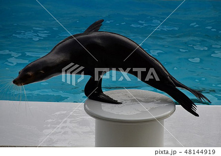 アシカショー アシカショー 48144919