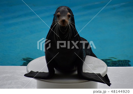 アシカショー アシカショー 48144920