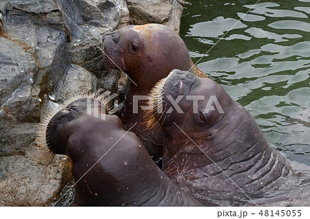 セイウチさん大集合 セイウチさん大集合 48145055