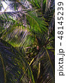 coconut palms on Mui Ne beach 48145239