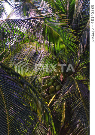 coconut palms on Mui Ne beach coconut palms on Mui Ne beach 48145239