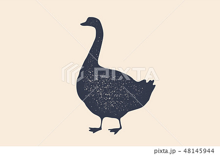 Goose, bird. Concept design of farm animals 48145944