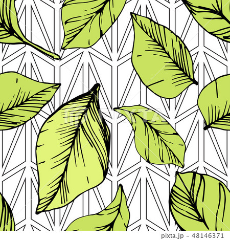 Vector Blueberry green and black engraved ink art. Green leaves. Seamless background pattern. 48146371