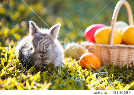 Cute little bunny and easter eggs in the meadow Cute little bunny and easter eggs in the meadow 48146697