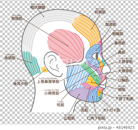 Name Of The Muscular Temporal Head Of The Face Stock Illustration