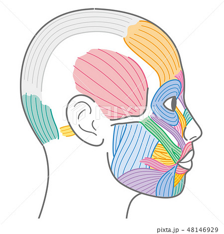 顔の筋肉 側頭部のイラスト素材