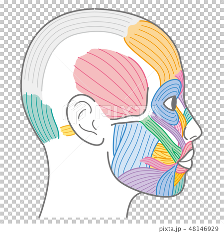 Face muscle temporal head 48146929
