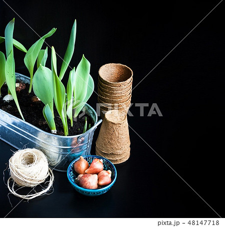 Peat pots, rough thread, sprouts and tulip bulbs Peat pots, rough thread, sprouts and tulip bulbs 48147718