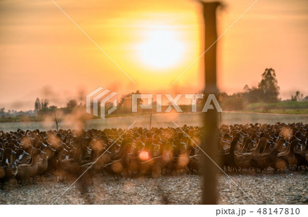 Flock of ducks with sunlight shining in stall Flock of ducks with sunlight shining in stall 48147810