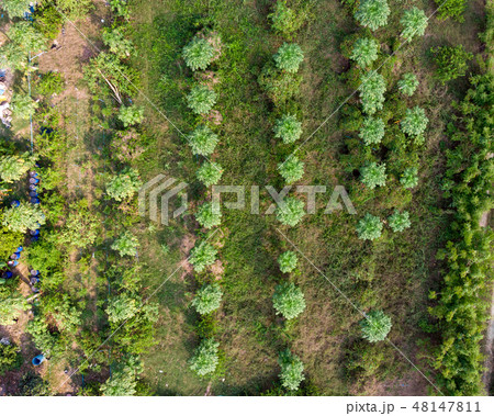 Top of cultivate papaya fruit in plantation 48147811