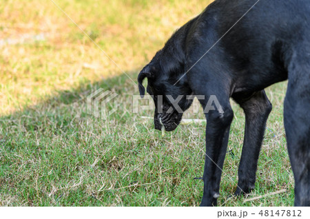 Black domestic dog are vomit mucus Black domestic dog are vomit mucus 48147812