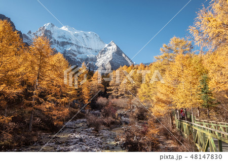 Holy Xiannairi mountain in autumn pine forest Holy Xiannairi mountain in autumn pine forest 48147830