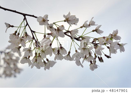 台湾 桜 さくら 48147901