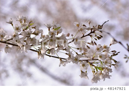 台湾 桜 さくら 48147921