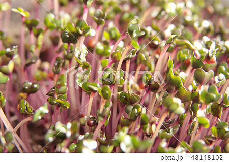 Red cabbage microgreens 48148102