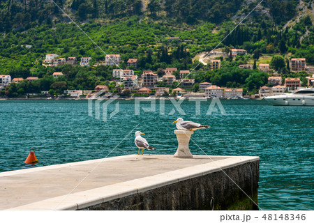 Pair of seagull 48148346