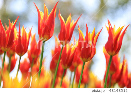 Colorful tulips of Netherlands 48148512