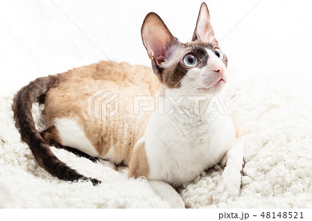 portrait of cornish rex cat posing on a white background 48148521