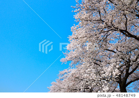 染井吉野 青空 染井吉野 青空 48148749