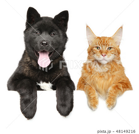 American Akita puppy and Maine Coon cat together 48149216