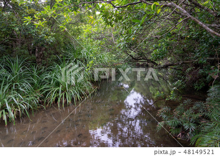 大見謝川 48149521