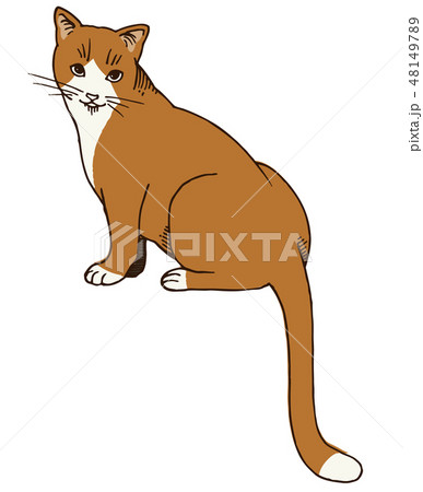猫のイラスト（赤毛） 48149789