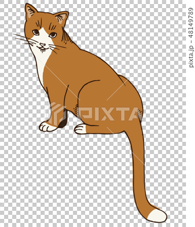 猫のイラスト（赤毛） 48149789