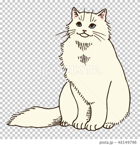 猫のイラスト ペルシャ 白 のイラスト素材