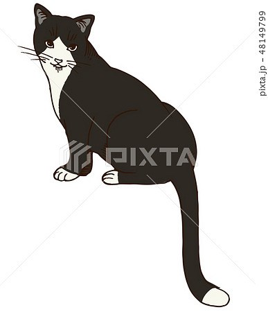 猫のイラスト 白黒 のイラスト素材