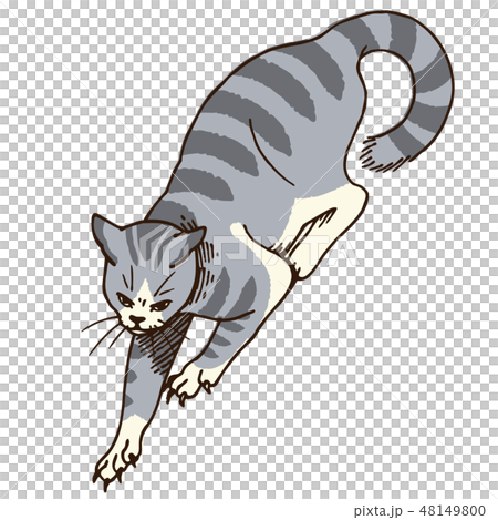 Cat's illustration (mackerel) Cat's illustration (mackerel) 48149800