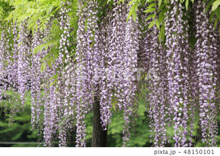 玉敷神社の大藤 玉敷神社の大藤 48150101
