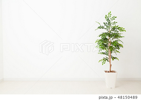 グリーン(造花) グリーン(造花) 48150489