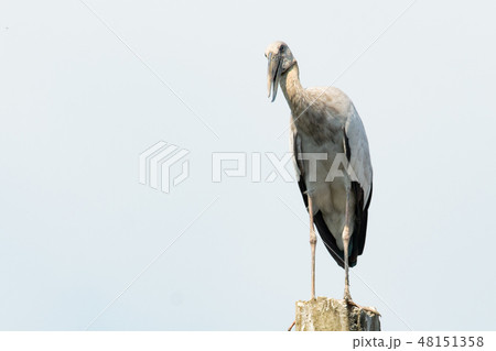 Asian openbill, Anastomus oscitans 48151358