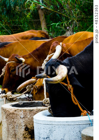 closeup of a large head of an ox tied a rope closeup of a large head of an ox tied a rope 48152363