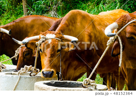 closeup of a big oxen tied with a rope to a trough 48152364
