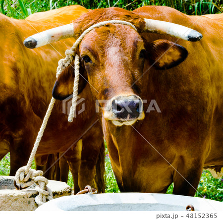 closeup of a big oxen tied with a rope to a trough closeup of a big oxen tied with a rope to a trough 48152365