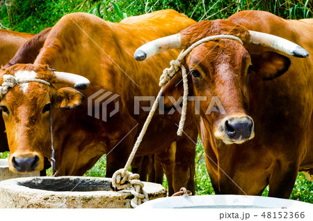 closeup of a big oxen tied with a rope to a trough closeup of a big oxen tied with a rope to a trough 48152366