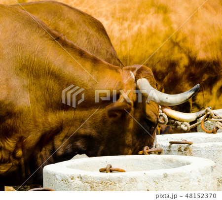 closeup of a big oxen tied with a rope to a trough 48152370