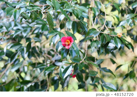 ヤブツバキの花 ヤブツバキの花 48152720